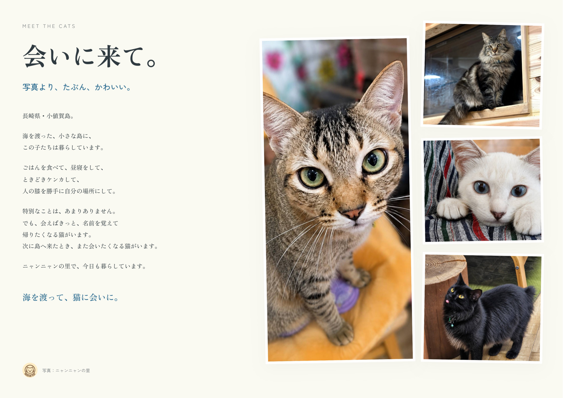 カレンダー内の猫紹介ページ「会いに来て。」猫たちの写真が並ぶ